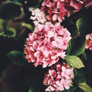 Preview wallpaper hydrangea, flowers, bloom, leaves