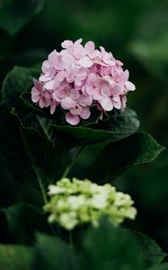 Preview wallpaper hydrangea, flowers, bloom, leaves, petals