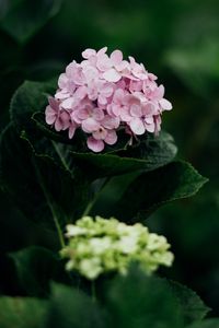 Preview wallpaper hydrangea, flowers, bloom, leaves, petals