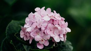 Preview wallpaper hydrangea, flowers, bloom, leaves, petals