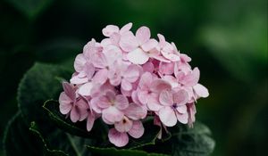 Preview wallpaper hydrangea, flowers, bloom, leaves, petals