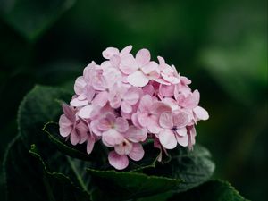 Preview wallpaper hydrangea, flowers, bloom, leaves, petals