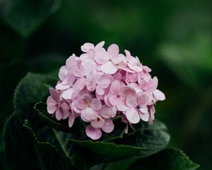 Preview wallpaper hydrangea, flowers, bloom, leaves, petals