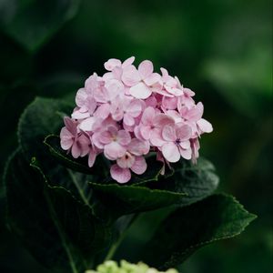 Preview wallpaper hydrangea, flowers, bloom, leaves, petals