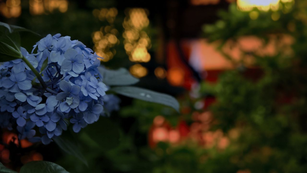 Wallpaper hydrangea, flowers, blue, lanterns, blur