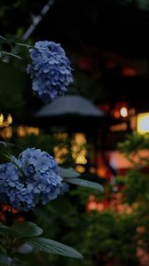 Preview wallpaper hydrangea, flowers, blue, lanterns, blur