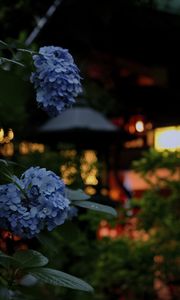 Preview wallpaper hydrangea, flowers, blue, lanterns, blur