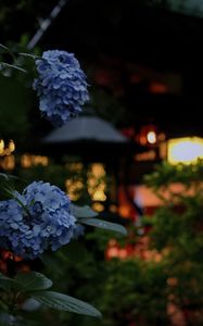 Preview wallpaper hydrangea, flowers, blue, lanterns, blur