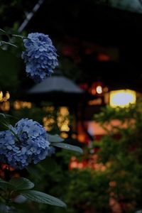 Preview wallpaper hydrangea, flowers, blue, lanterns, blur