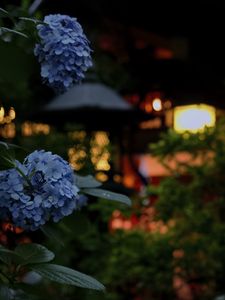 Preview wallpaper hydrangea, flowers, blue, lanterns, blur