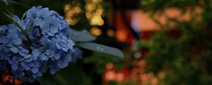 Preview wallpaper hydrangea, flowers, blue, lanterns, blur