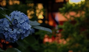 Preview wallpaper hydrangea, flowers, blue, lanterns, blur