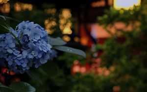 Preview wallpaper hydrangea, flowers, blue, lanterns, blur