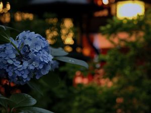 Preview wallpaper hydrangea, flowers, blue, lanterns, blur