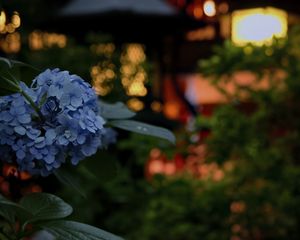 Preview wallpaper hydrangea, flowers, blue, lanterns, blur