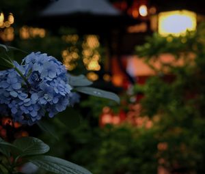 Preview wallpaper hydrangea, flowers, blue, lanterns, blur