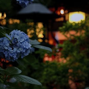 Preview wallpaper hydrangea, flowers, blue, lanterns, blur