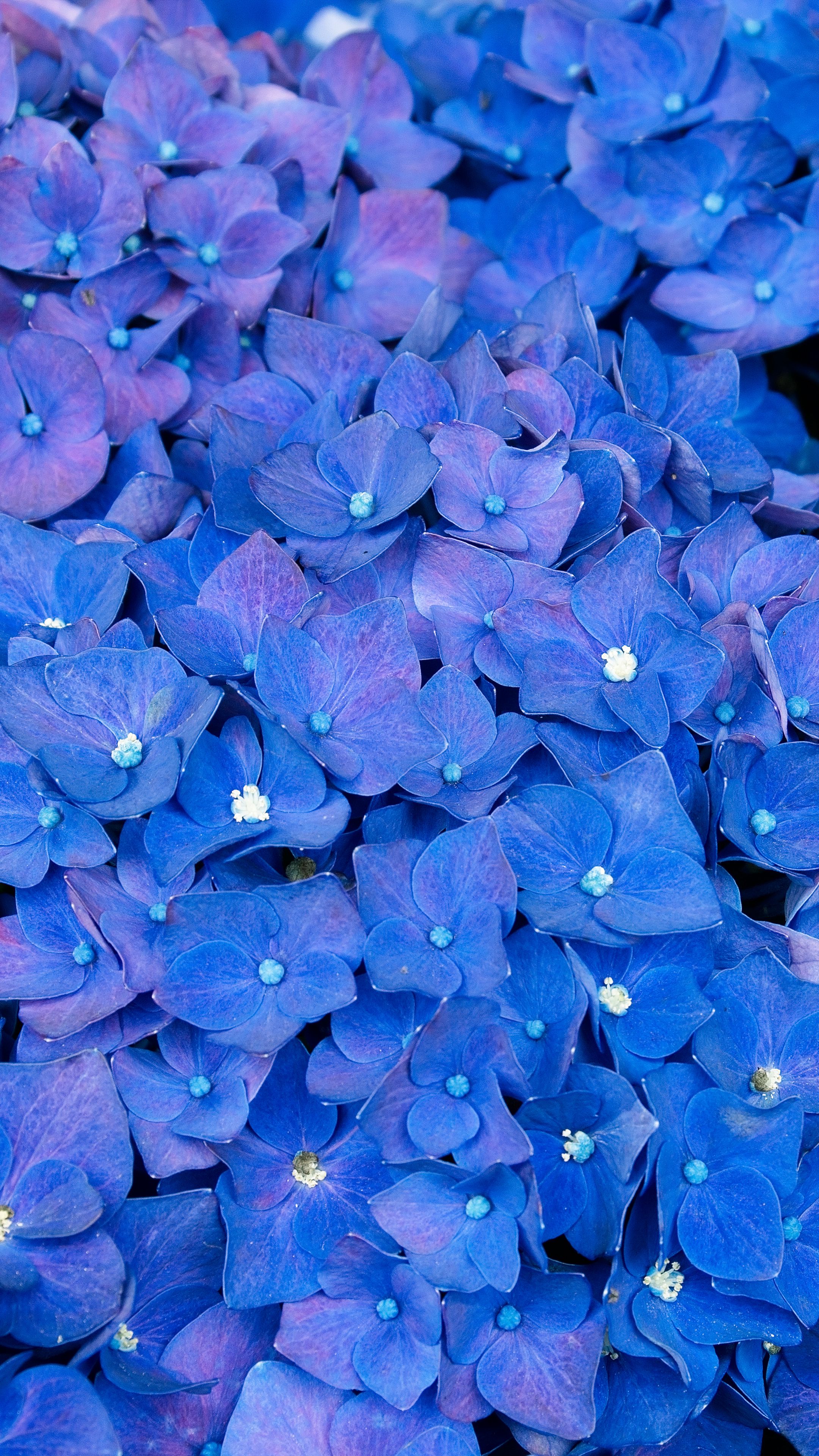 Download wallpaper 2160x3840 hydrangea, inflorescences, blue, flowers