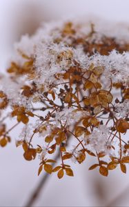 Preview wallpaper hydrangea, flowers, branch, dry, snow