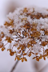 Preview wallpaper hydrangea, flowers, branch, dry, snow