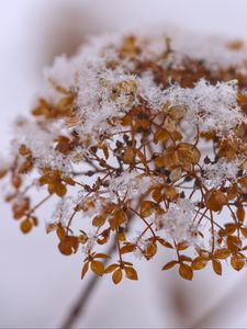 Preview wallpaper hydrangea, flowers, branch, dry, snow