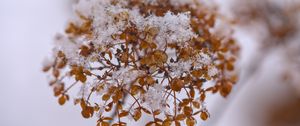 Preview wallpaper hydrangea, flowers, branch, dry, snow