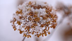 Preview wallpaper hydrangea, flowers, branch, dry, snow
