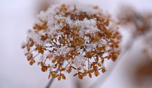 Preview wallpaper hydrangea, flowers, branch, dry, snow