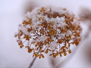 Preview wallpaper hydrangea, flowers, branch, dry, snow