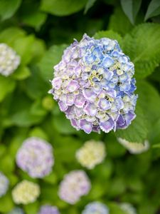 Preview wallpaper hydrangea, flowers, bush, plant, macro