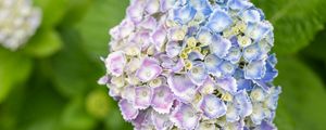 Preview wallpaper hydrangea, flowers, bush, plant, macro