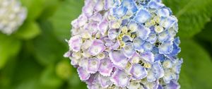 Preview wallpaper hydrangea, flowers, bush, plant, macro