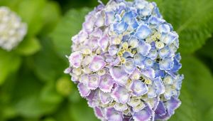 Preview wallpaper hydrangea, flowers, bush, plant, macro