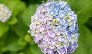 Preview wallpaper hydrangea, flowers, bush, plant, macro