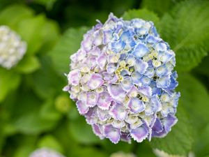 Preview wallpaper hydrangea, flowers, bush, plant, macro