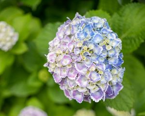 Preview wallpaper hydrangea, flowers, bush, plant, macro