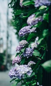 Preview wallpaper hydrangea, flowers, bushes, leaves