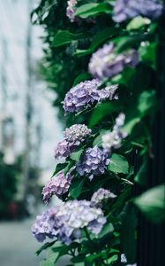 Preview wallpaper hydrangea, flowers, bushes, leaves