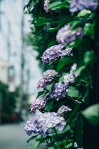 Preview wallpaper hydrangea, flowers, bushes, leaves