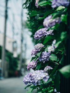 Preview wallpaper hydrangea, flowers, bushes, leaves