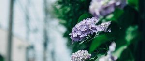 Preview wallpaper hydrangea, flowers, bushes, leaves