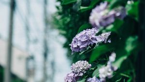 Preview wallpaper hydrangea, flowers, bushes, leaves