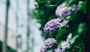 Preview wallpaper hydrangea, flowers, bushes, leaves