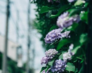 Preview wallpaper hydrangea, flowers, bushes, leaves
