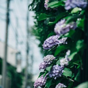 Preview wallpaper hydrangea, flowers, bushes, leaves