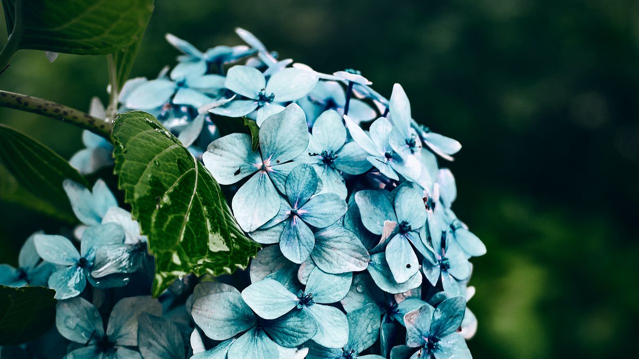 Wallpaper hydrangea, flowers, bushes, petals, blue