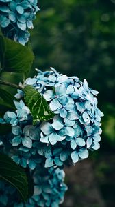 Preview wallpaper hydrangea, flowers, bushes, petals, blue