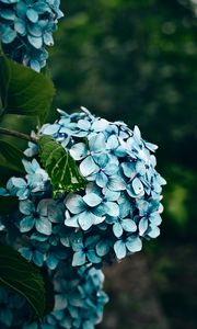 Preview wallpaper hydrangea, flowers, bushes, petals, blue