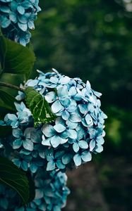 Preview wallpaper hydrangea, flowers, bushes, petals, blue