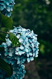 Preview wallpaper hydrangea, flowers, bushes, petals, blue